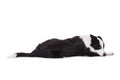 Tired border collie lying isolated on a white background